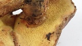 Suillus lakei image