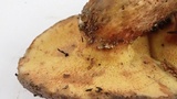 Suillus lakei image