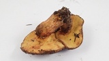 Suillus lakei image