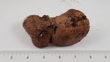 Suillus lakei image