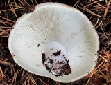 Russula delica image