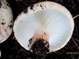 Russula delica image