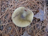 Russula xerampelina image
