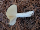Russula xerampelina image