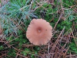 Laccaria proxima image