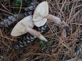 Tricholoma imbricatum image