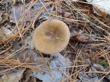 Russula xerampelina image