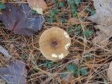 Russula xerampelina image