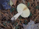 Russula xerampelina image