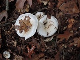 Hygrophorus sordidus image