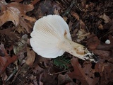 Hygrophorus sordidus image