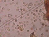 Reticularia lycoperdon image