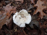 Hygrophorus sordidus image