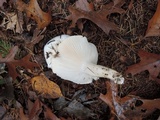Hygrophorus sordidus image