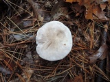 Tricholoma marquettense image