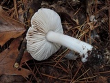 Tricholoma marquettense image