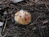 Tricholoma pessundatum image