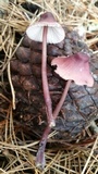 Mycena purpureofusca image