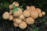 Pholiota squarrosa image