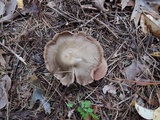 Entoloma rhodopolium image