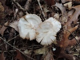 Entoloma albidum image
