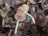 Entoloma albidum image