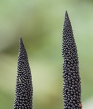 Xylobotryum portentosum image