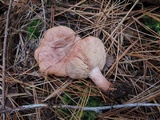 Lactarius vinaceorufescens image