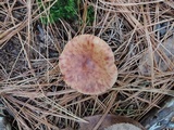 Lactarius vinaceorufescens image