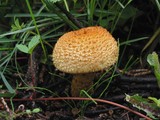 Pholiota squarrosa image