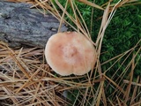 Lactarius vinaceorufescens image