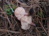 Lactarius vinaceorufescens image