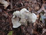 Tricholoma saponaceum image