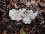 Tricholoma saponaceum image