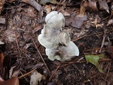 Tricholoma saponaceum image