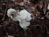 Tricholoma saponaceum image