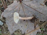 Lepiota subincarnata image