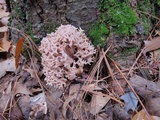 Ramaria roseola image
