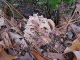 Ramaria roseola image