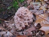 Ramaria roseola image