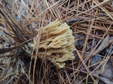Ramaria flaccida image