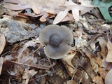 Mycopan scabripes image