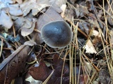 Mycopan scabripes image