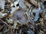 Mycopan scabripes image