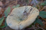 Lactarius paradoxus image