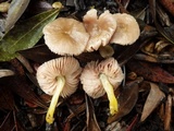 Pluteus romellii image