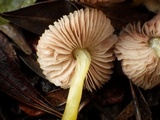 Pluteus romellii image
