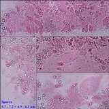 Pluteus romellii image