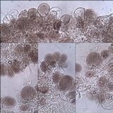 Pluteus romellii image