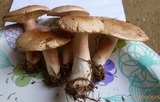 Lactarius vinaceorufescens image